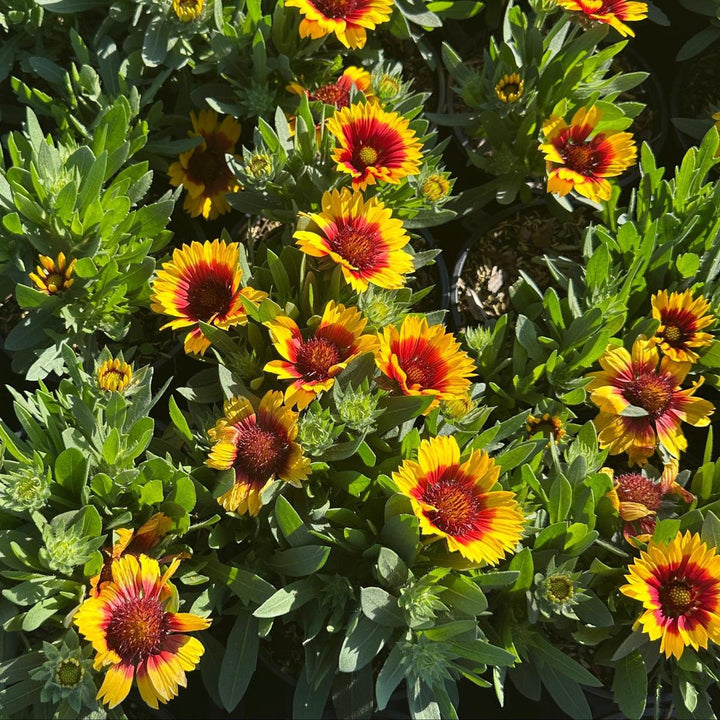 Spintop® 'Red Starburst' Blanket Flower |Spotswood Greenery