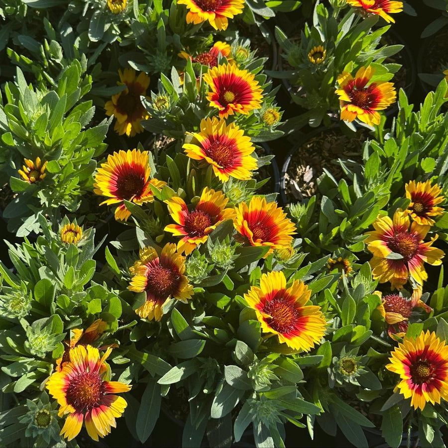 Spintop® 'Red Starburst' Blanket Flower |Spotswood Greenery