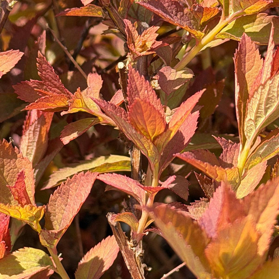Double Play Doozie® Spirea |Spotswood Greenery