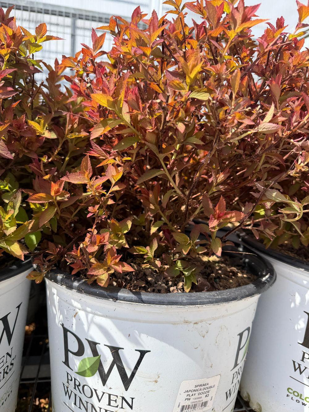 Double Play Doozie® Spirea |Spotswood Greenery