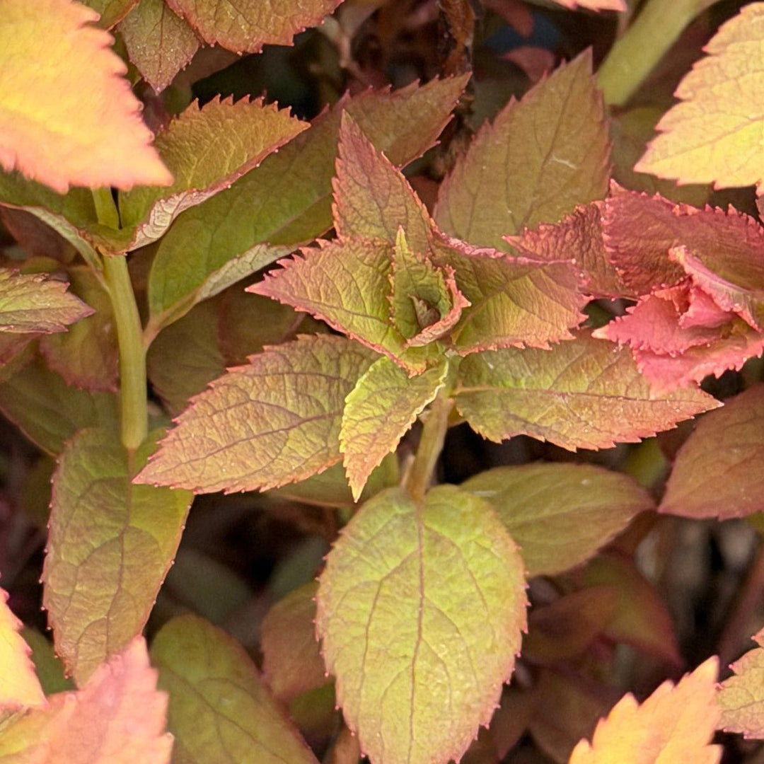 Double Play Red Spiraea |Spotswood Greenery