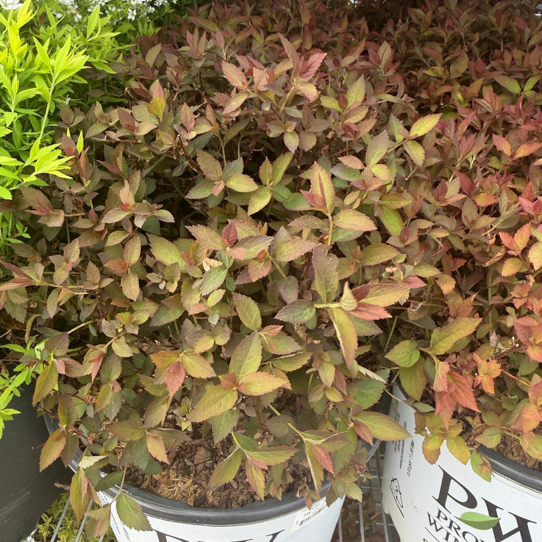 Double Play Red Spiraea |Spotswood Greenery