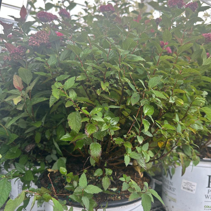 Double Play Red Spiraea |Spotswood Greenery