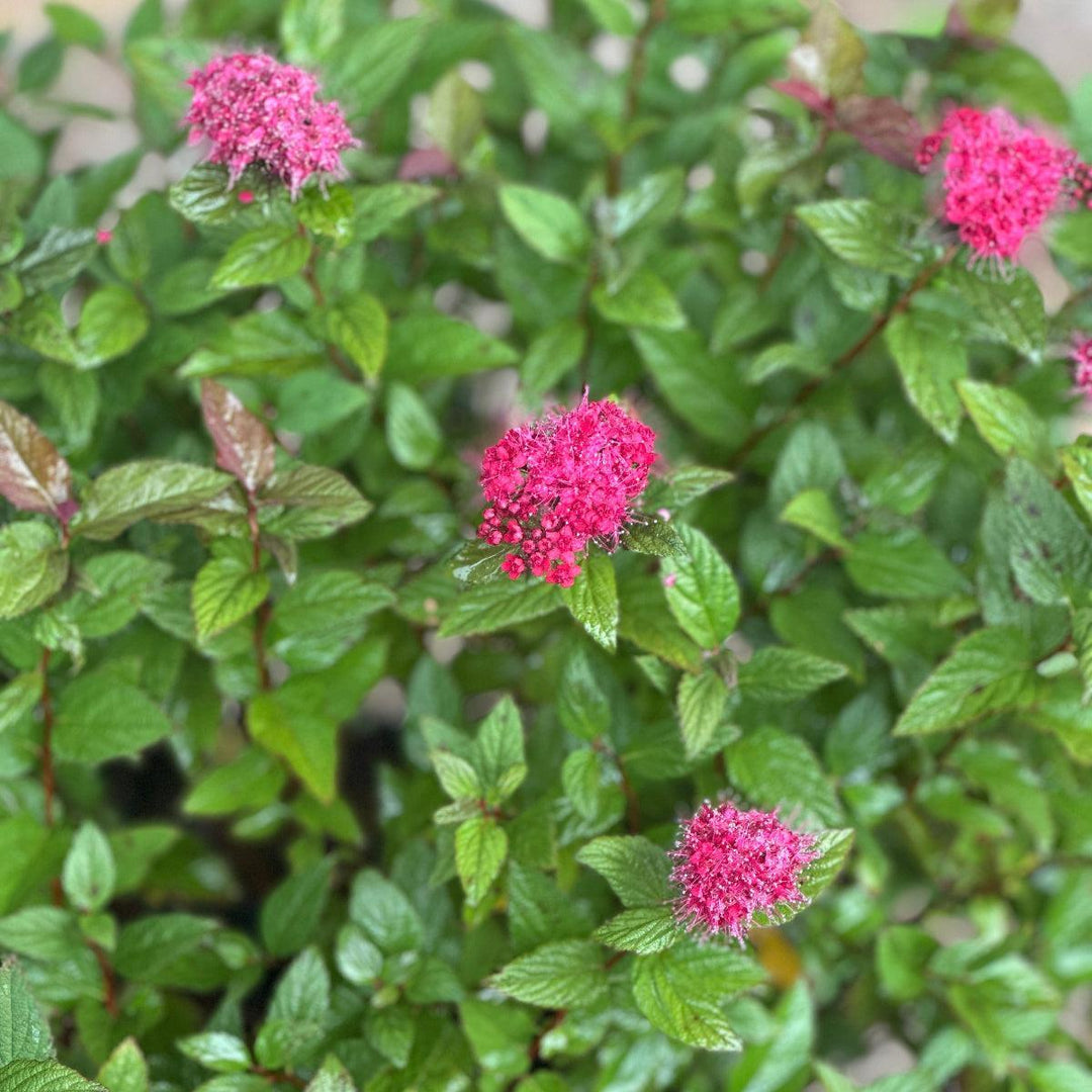 Double Play® Red Spirea