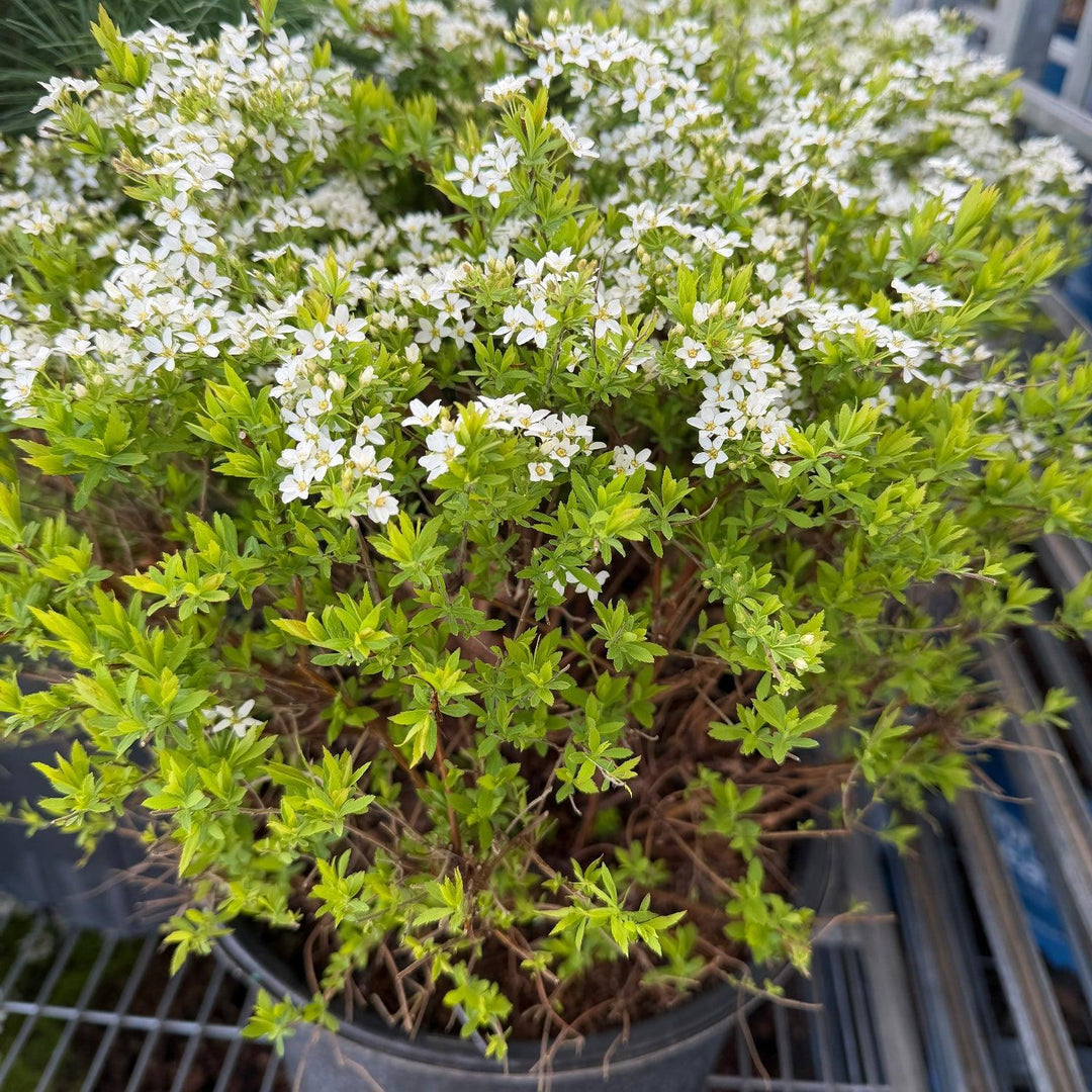 spiraea ogon |Spotswood Greenery
