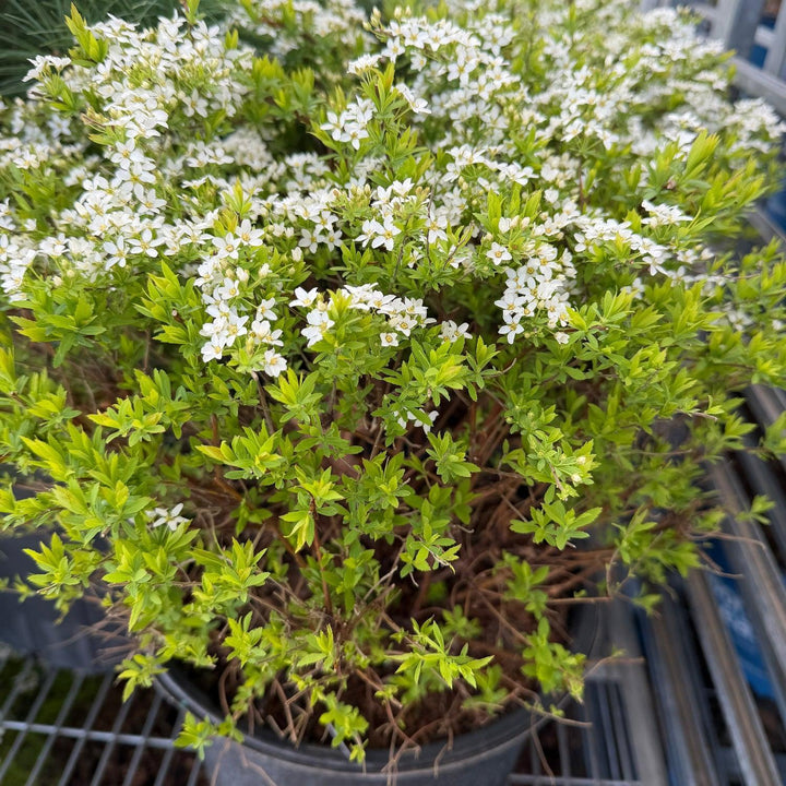 spiraea ogon |Spotswood Greenery
