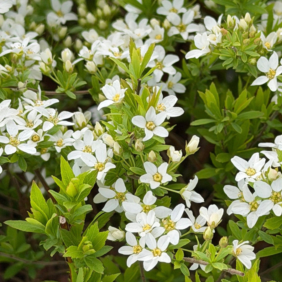 spiraea ogon |Spotswood Greenery