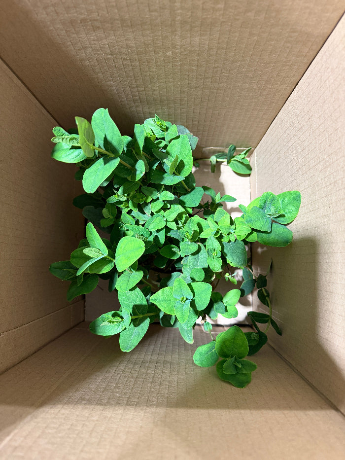 Plant in a container being prepared for shipment.