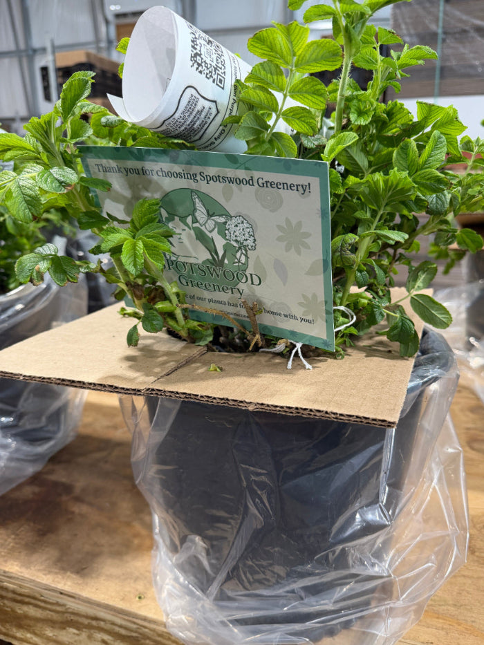 Plant in a container being prepared for shipment.