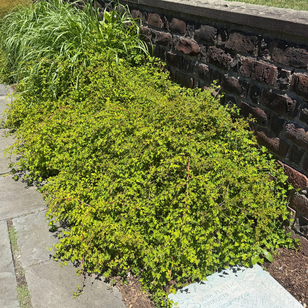 Stephanadra |Spotswood Greenery