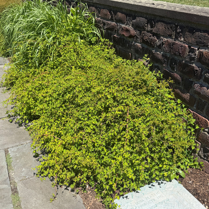 Stephanadra |Spotswood Greenery