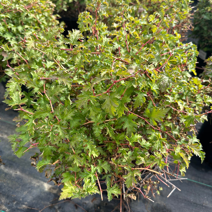 Stephanandra plant |Spotswood Greenery