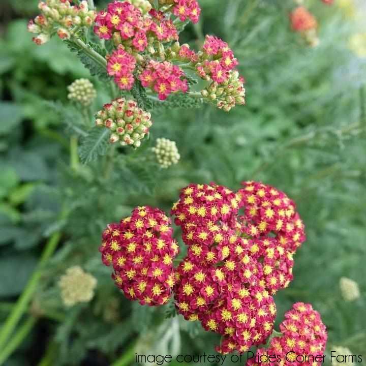 Strawberry Seduction Yarrow |Prides Corner Farms