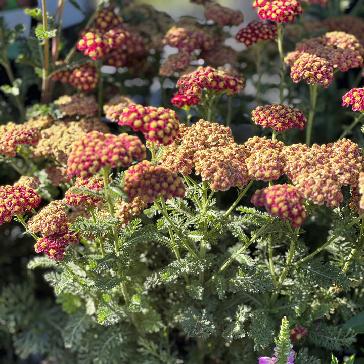 Strawberry Seduction Yarrow |Spotswood Greenery