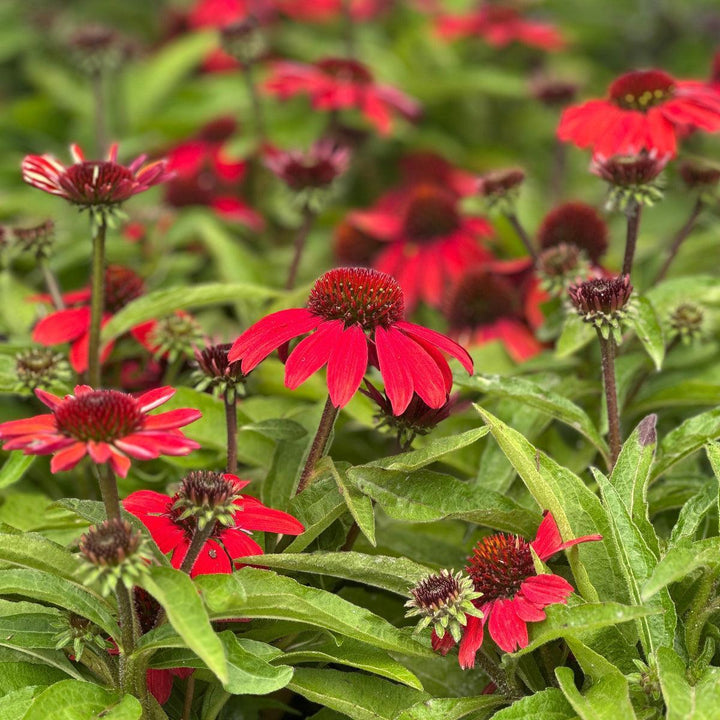 Sunmagic® Vintage Hot Red Coneflower |Spotswood Greenery