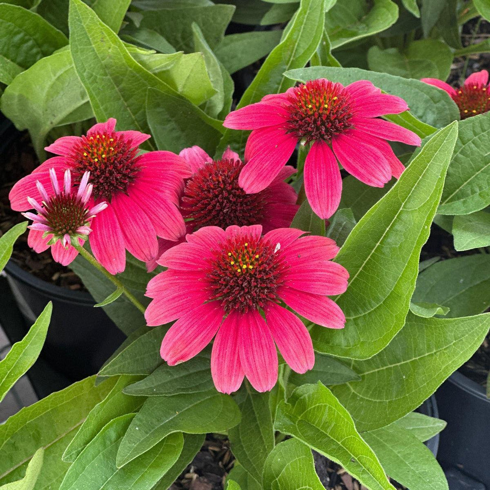 Sunmagic® Vintage Lipstick Coneflower |Spotswood Greenery