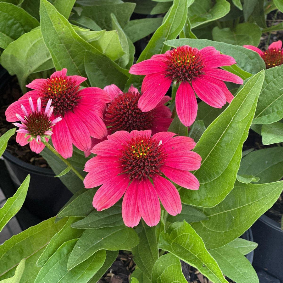 Sunmagic® Vintage Lipstick Coneflower |Spotswood Greenery