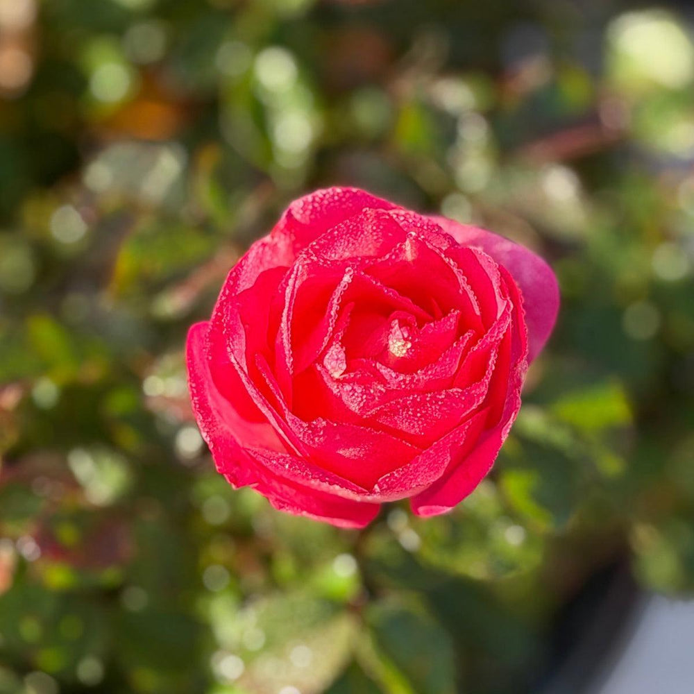 Sunrise Sunset Rose |Spotswood Greenery