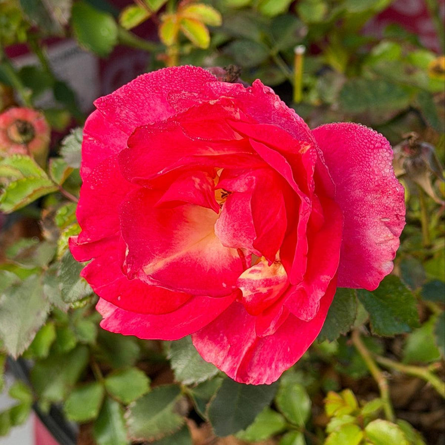 Sunrise Sunset Rose |Spotswood Greenery