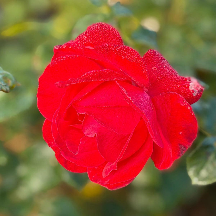 Super Hero Rose |Spotswood Greenery