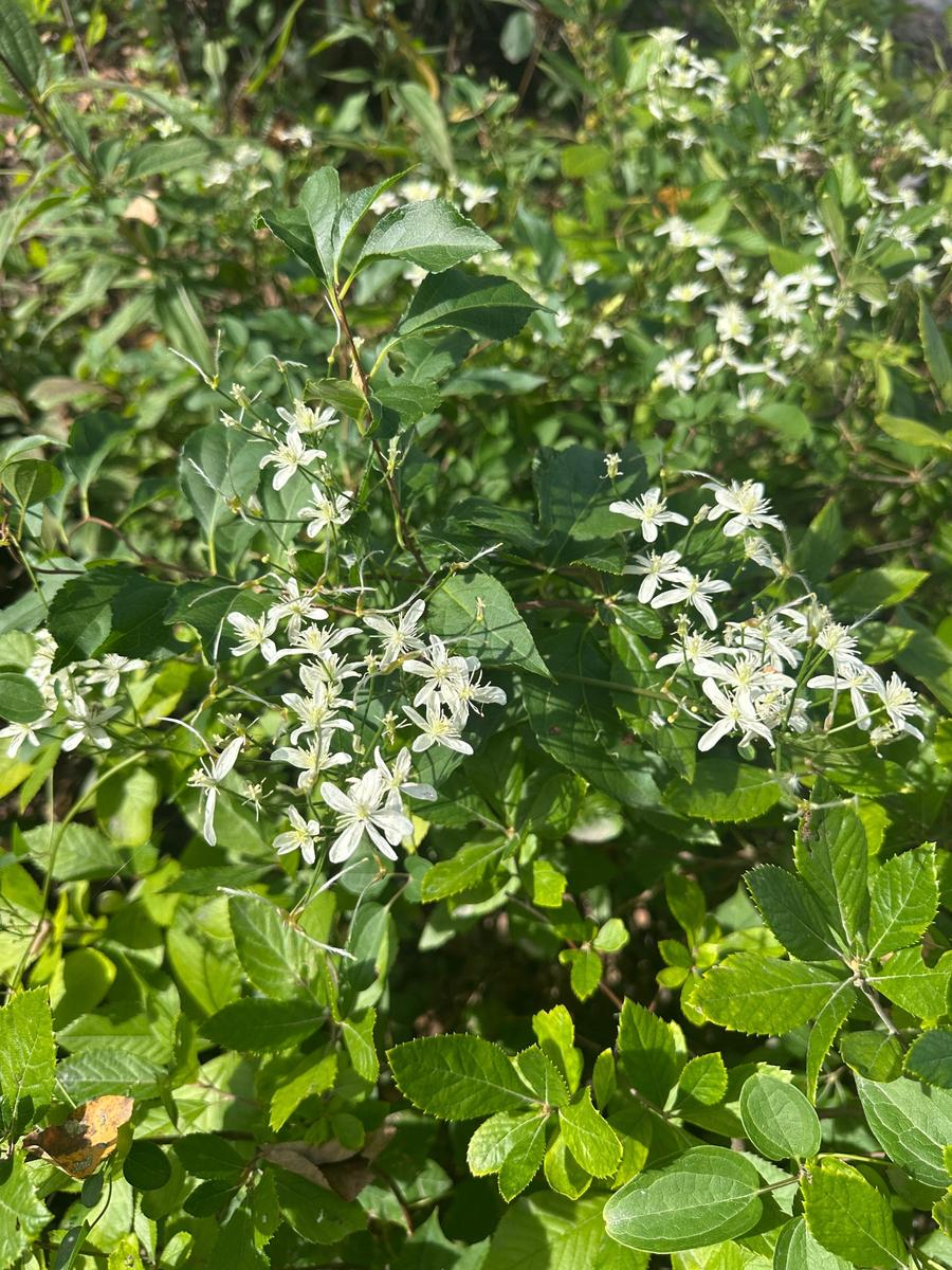 Sweet Autumn Clematis |Spotswood Greenery