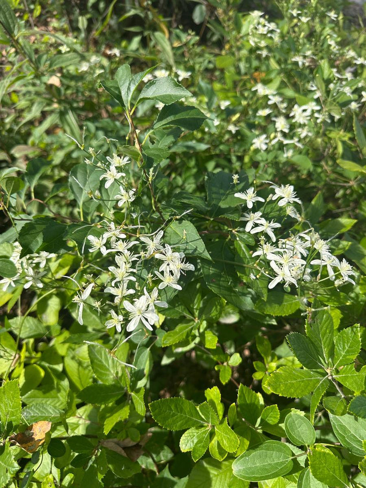 Sweet Autumn Clematis |Spotswood Greenery