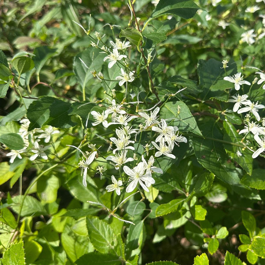 Sweet Autumn Clematis |Spotswood Greenery