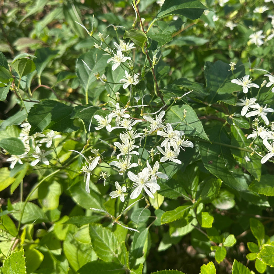 Sweet Autumn Clematis