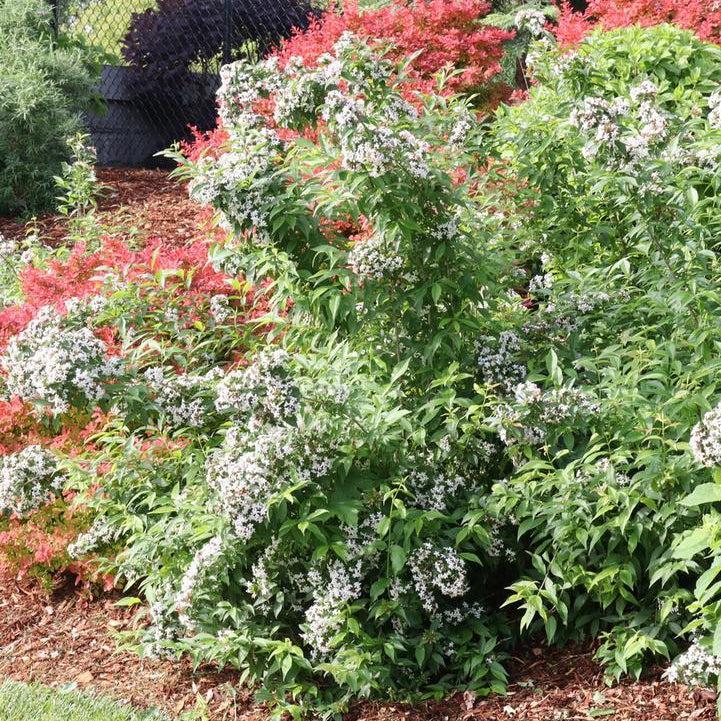 Sweet Emotion Blaze™ Hardy Abelia- | Proven Winners®