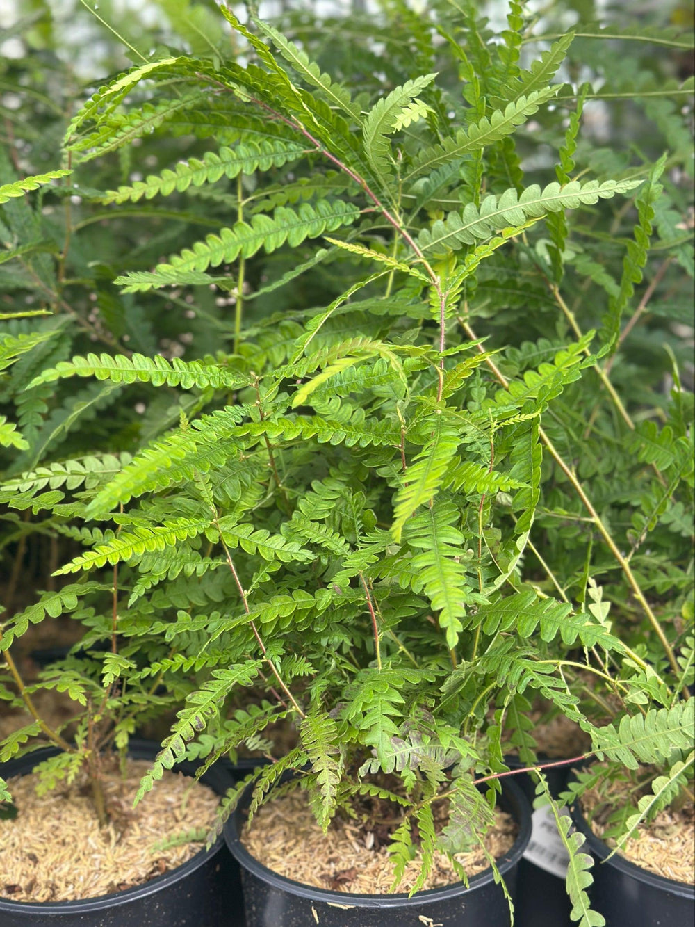 Sweetfern |Spotswood Greenery
