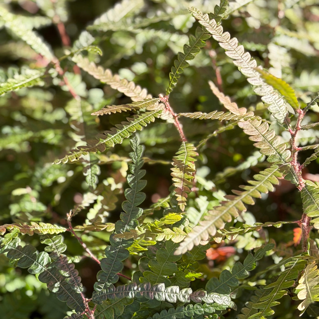 Sweetfern |Spotswood Greenery