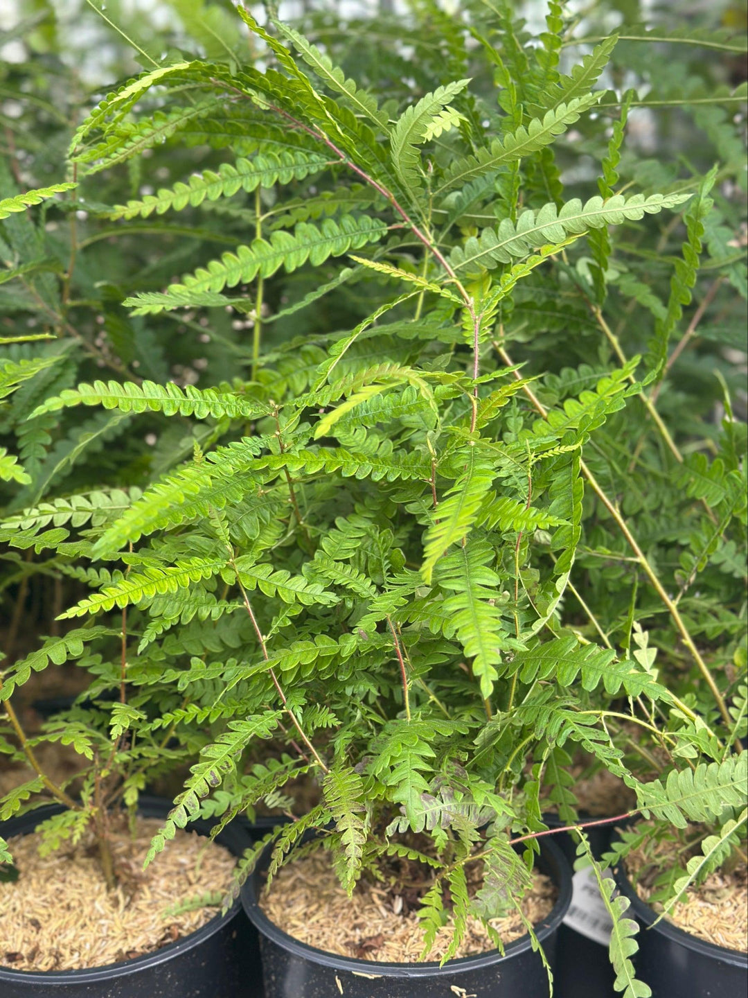 Sweetfern