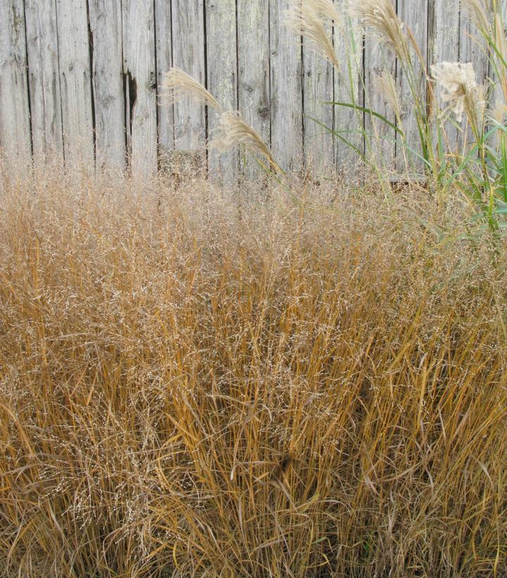 Switch Grass |Prides Corner Farms