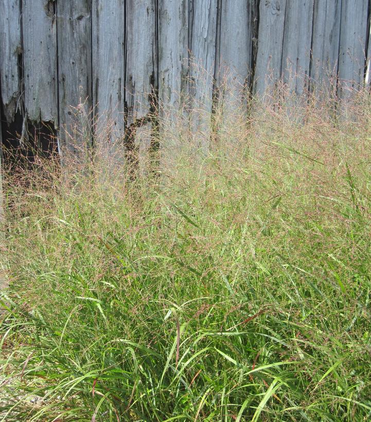Switch Grass |Prides Corner Farms