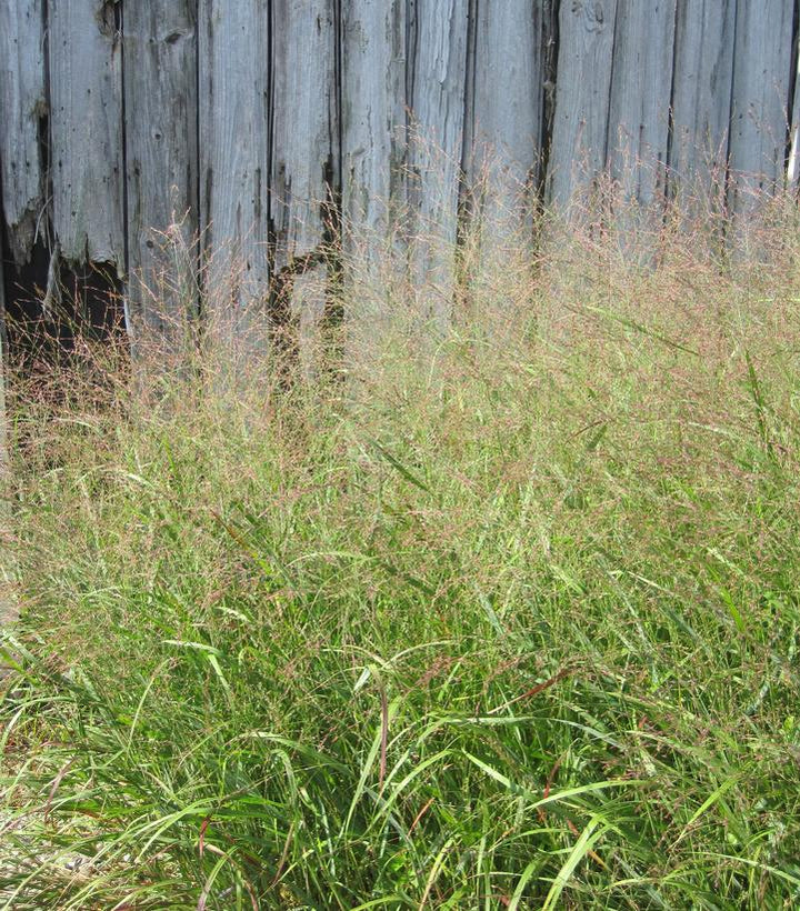 Switch Grass |Prides Corner Farms