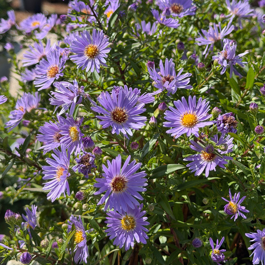 october skies smooth aster in bloom |Spotswood Greenery