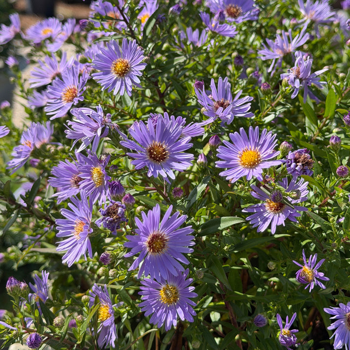 october skies smooth aster in bloom |Spotswood Greenery