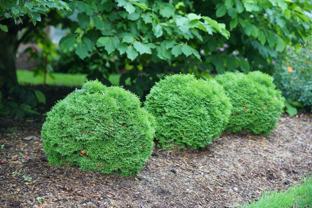 Tater Tot® Arborvitae- | Proven Winners®