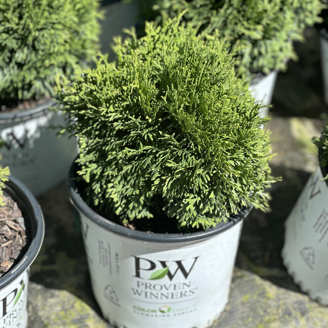 Tater Tot® Arborvitae |Spotswood Greenery
