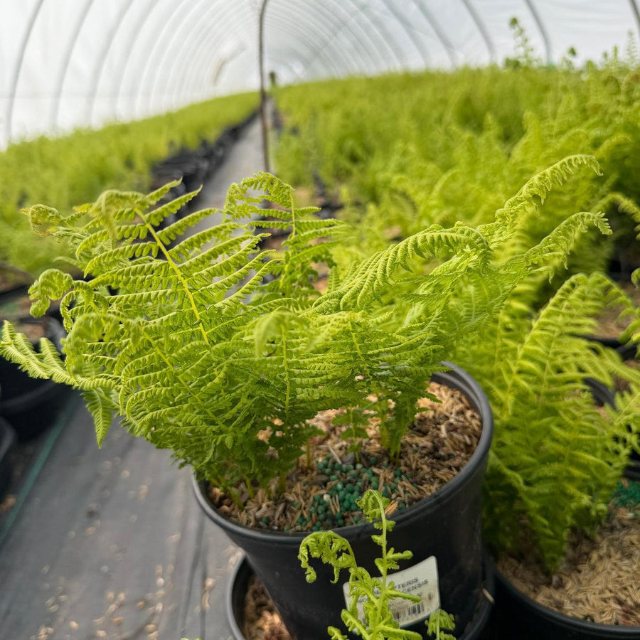 New York Fern |Spotswood Greenery