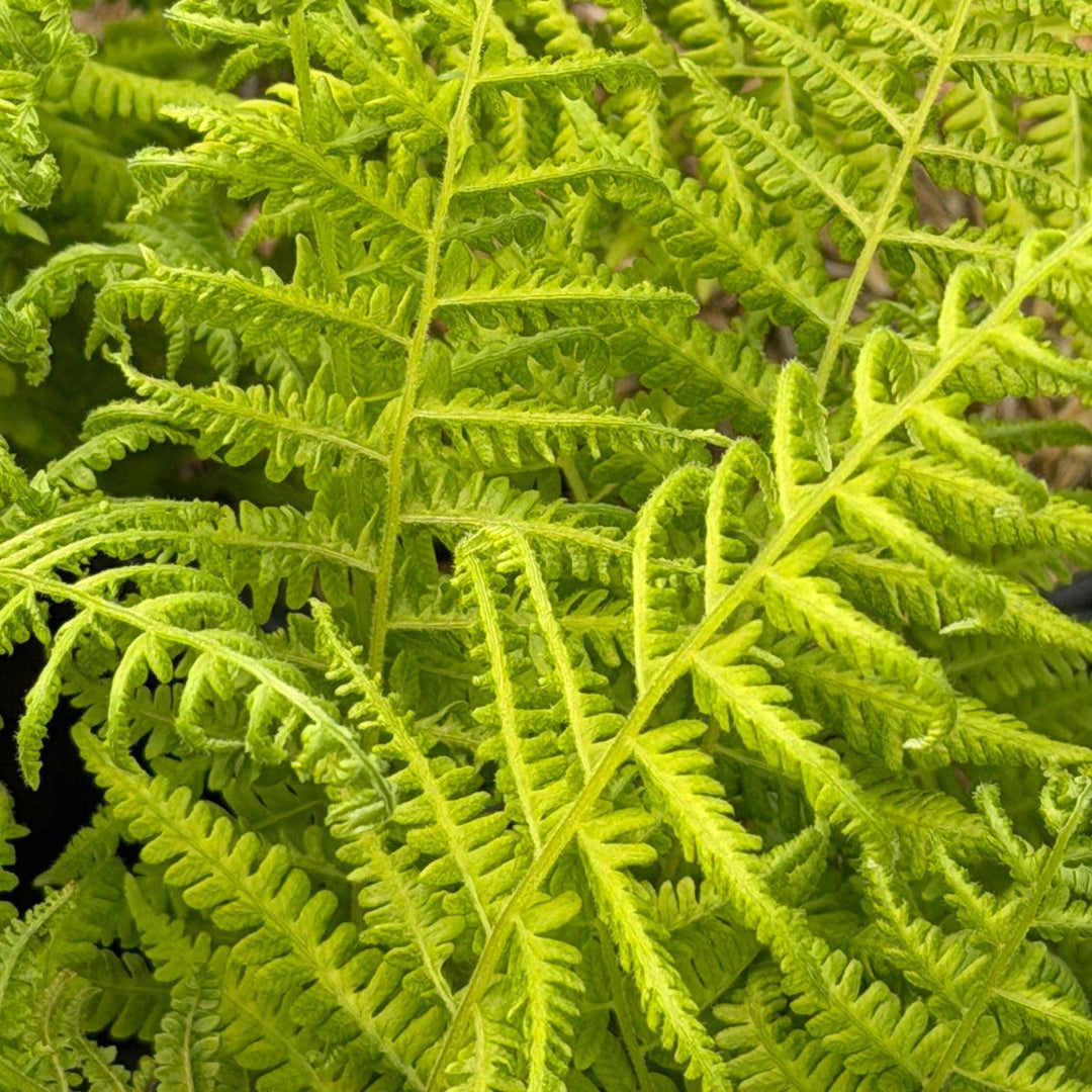 New York Fern |Spotswood Greenery