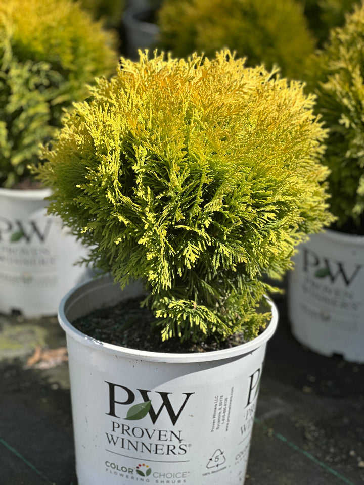 Annas Magic Ball® Arborvitae