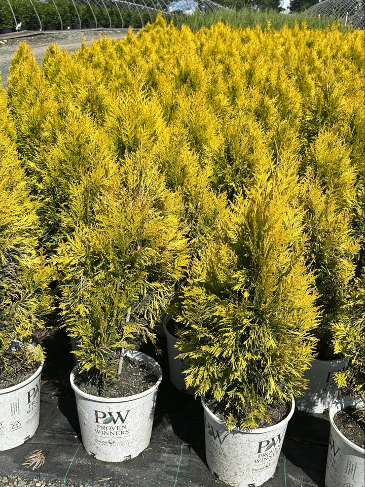 Fluffy® Western Arborvitae