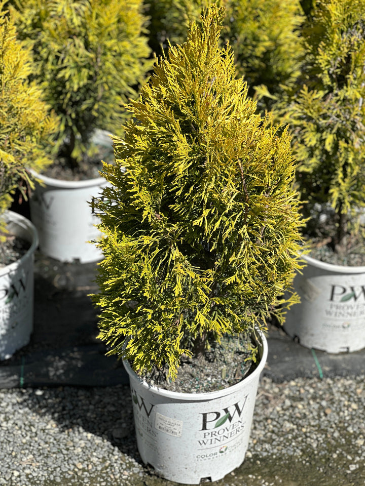 Fluffy® Western Arborvitae