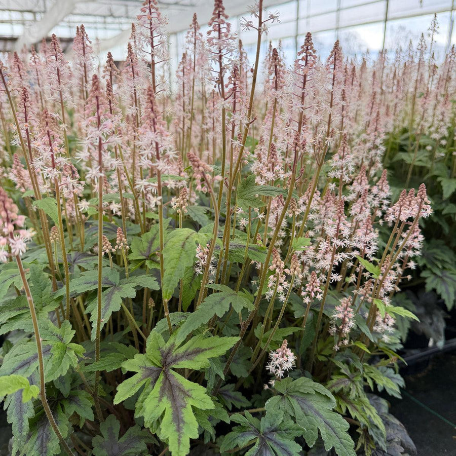 
sugar and Spice Foamflower |Spotswood Greenery