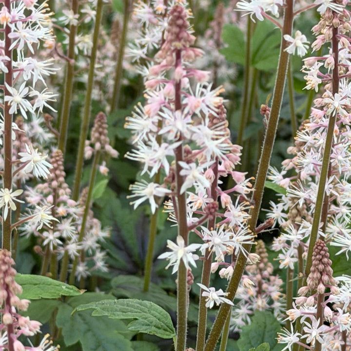 
sugar and Spice Foamflower |Spotswood Greenery