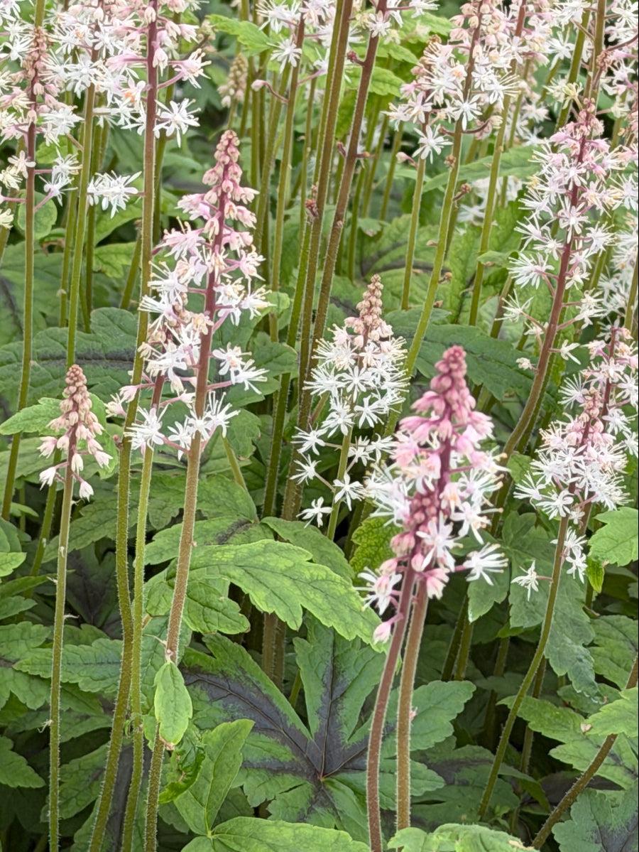 
sugar and Spice Foamflower |Spotswood Greenery