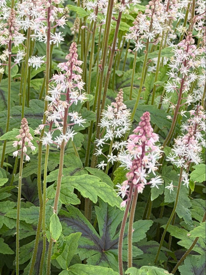 
sugar and Spice Foamflower |Spotswood Greenery