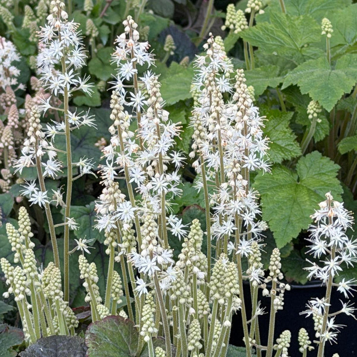 Foamflower |Spotswood Greenery
