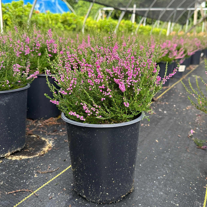 Tib Heather |Spotswood Greenery